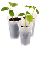 Young fresh seedling