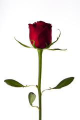 Rose Isolated on a White Background