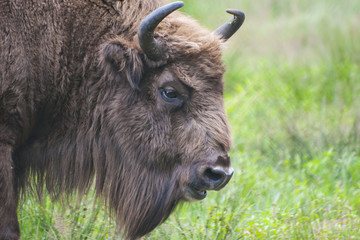 European bison © Yury Zap