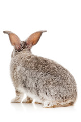 Gray rabbit