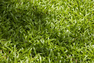 Fototapeta premium Tropical carpet grass background