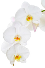Obraz na płótnie Canvas Close-up z białych orchidei kwiaty na białym tle