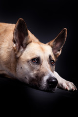 Hundeblick