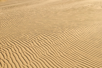 Obraz premium Desert sand background of a Curonian Spit dune