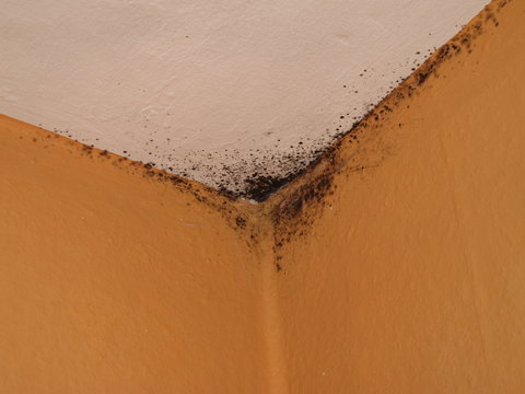 Schimmel an der Decke