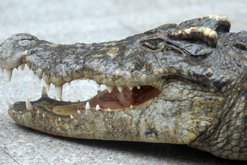 crocodile head