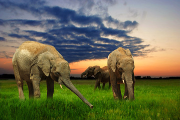 Obraz na płótnie Canvas Elephants at sunset