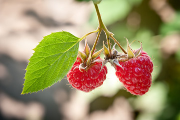 Ripe raspberry