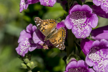 American Painted Lady butterly