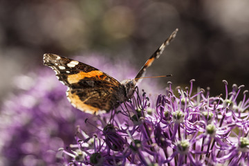 American Painted Lady butterly