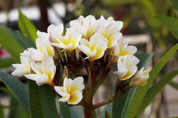 Frangipani flowers