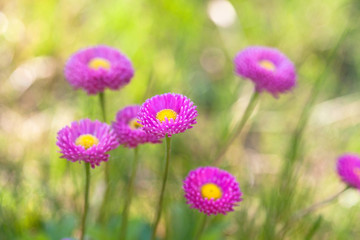 Obraz premium wild daisy