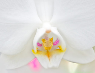 Naklejka na ściany i meble part of white orchid