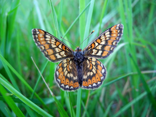 Marsh fritillary