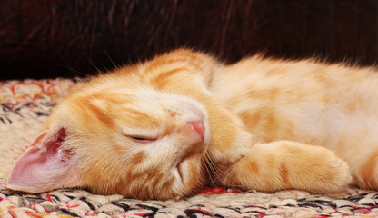 Obraz na płótnie Canvas Red kitten