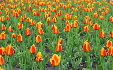 Beautiful red tulips field in spring time