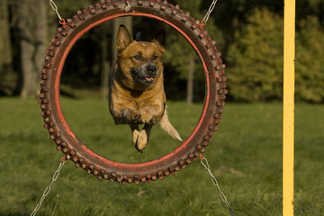 Agility - Dog skill competition.