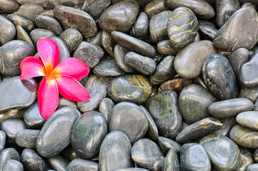 Fototapeta na wymiar Pink Frangipani flower on black stones