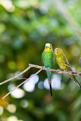 Budgerigars , shell parakeet on branch