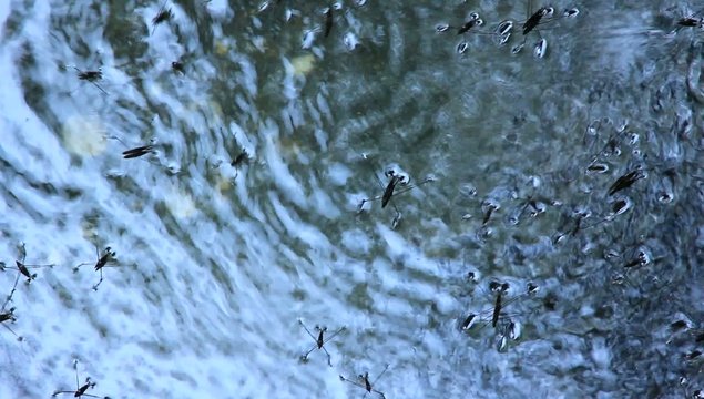 water strider