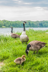 Graugänse mit Jungen