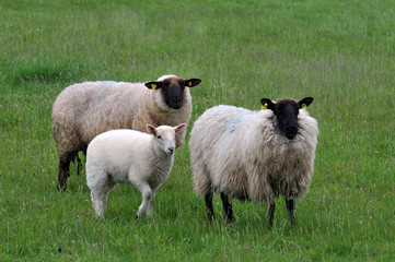 Moutons et agneau