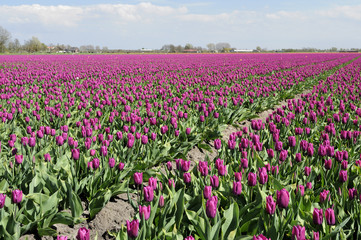 purple tuilp field #1, netherlands