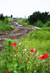 poppies at the roadside