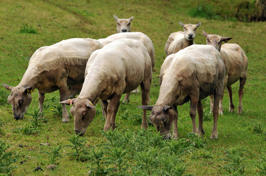 Les moutons tondus