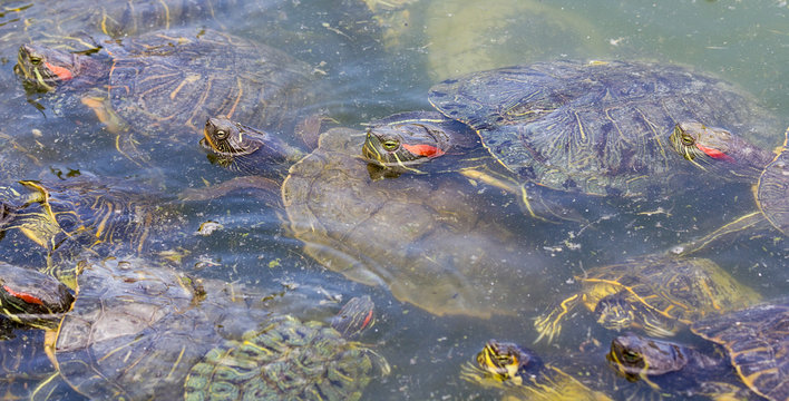 Red-eared slider turtles (Trachemys scripta elegans)  in a pond