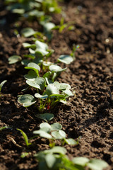 radish in the garden