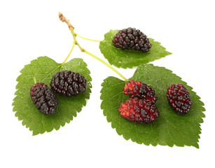 mulberry leaves and berries isolated