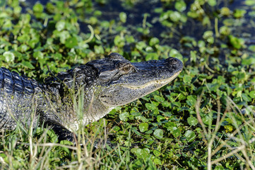 alligator mississippiensis, american alligator