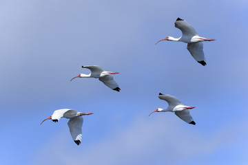 american white ibis, eudocimus albus - obrazy, fototapety, plakaty