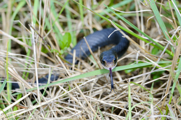 coluber constrictor priapus, southern black racer