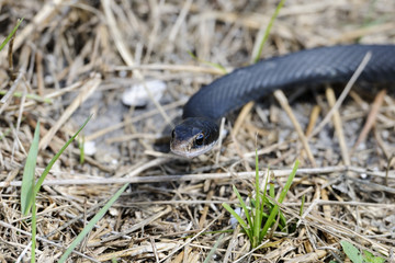 coluber constrictor priapus, southern black racer