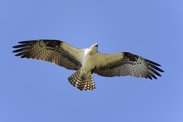 osprey, pandion haliaetus