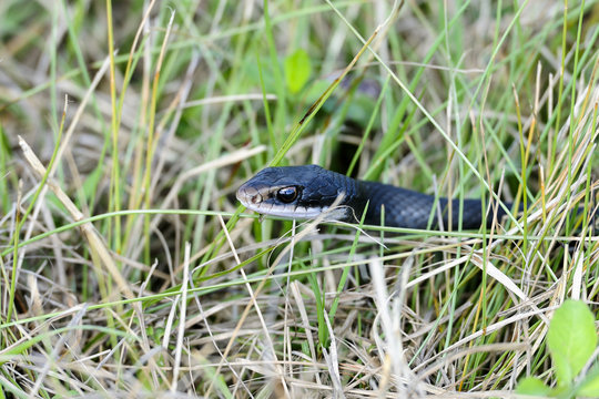 coluber constrictor priapus, southern black racer