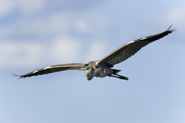 great blue heron, ardea herodias