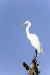 ardea alba, great egret