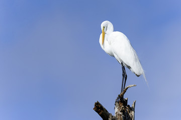 ardea alba, great egret