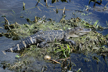 alligator mississippiensis, american alligator