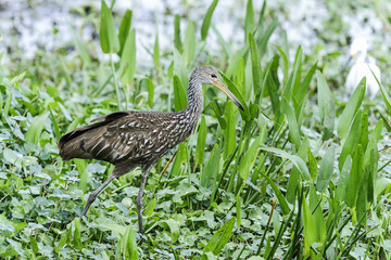 aramus guarauna, limpkin