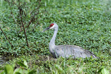 sandhill crane, grus canadensis