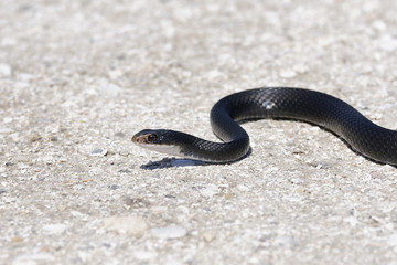 coluber constrictor priapus, southern black racer