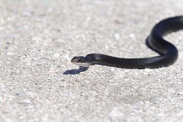 coluber constrictor priapus, southern black racer