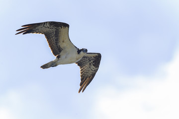 Obraz premium osprey, pandion haliaetus