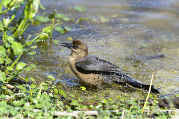 boat-tailed grackle,  quiscalus major