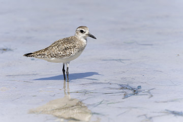 semipalmated sandpiper,calidris pusilla