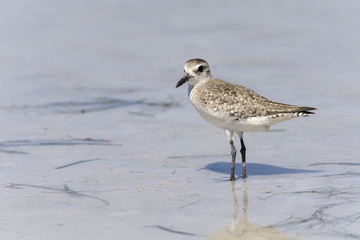 semipalmated sandpiper,calidris pusilla